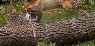 Reliable Lake Villa, IL Tree Services Solutions