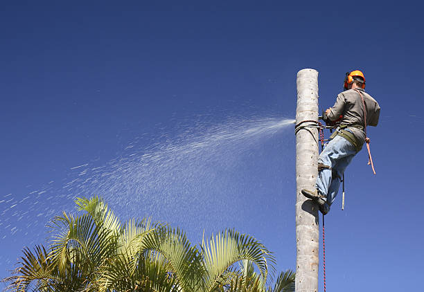 How Our Tree Care Process Works  in  Lake Villa, IL